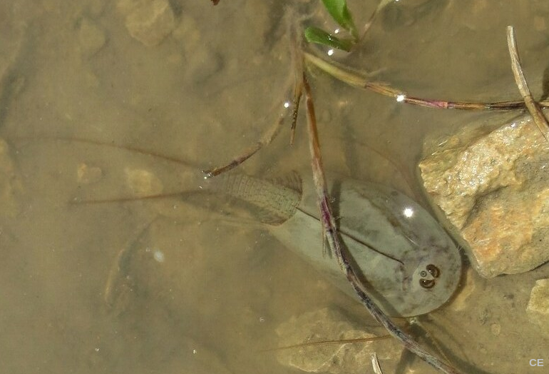 Triops